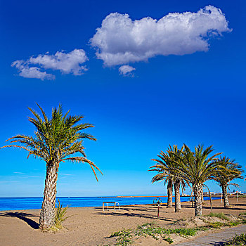 丹尼亚,海滩,棕榈树,阿利坎特,蓝色,地中海,西班牙