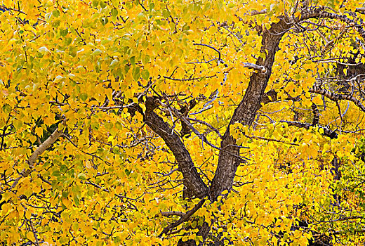 棉白杨,顶峰,秋色,冰川国家公园,蒙大拿