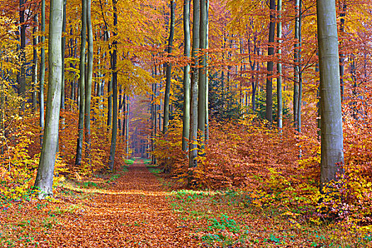 小路,欧洲山毛榉,树林,秋天,施佩萨特,巴伐利亚,德国