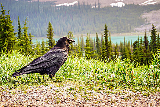 大乌鸦,正视,碧玉国家公园,艾伯塔省,加拿大,北美