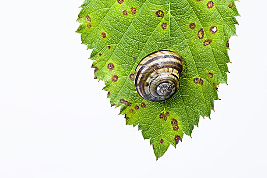 蜗牛,叶子
