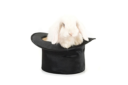 兔子,黑色,帽子