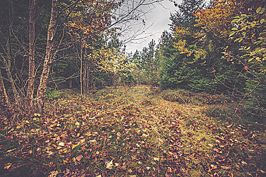秋叶,地上,斯堪的纳维亚,树林,秋天
