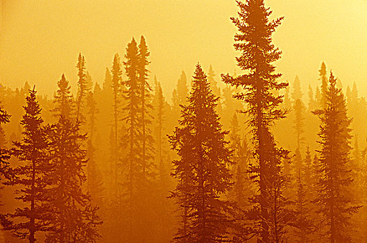 黑色,云杉,湿地,雾,日出,北方针叶林,北安大略,加拿大