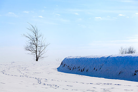 雪地田埂一棵树