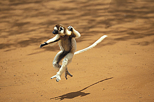 维氏冕狐猴,成年,蹦跳,地面,马达加斯加