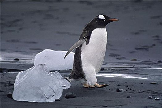 巴布亚企鹅,南极