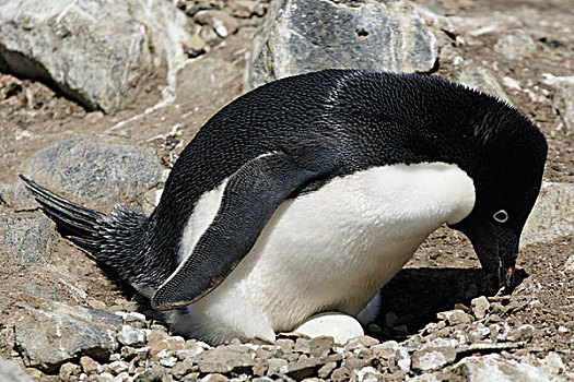 阿德利企鹅,巢穴,南极