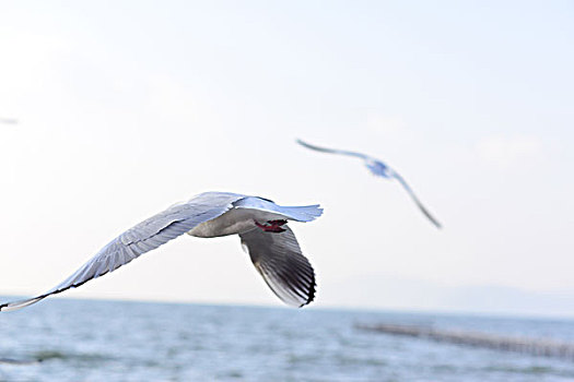 飞翔的海鸥