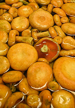 野生蘑菇,松树菌