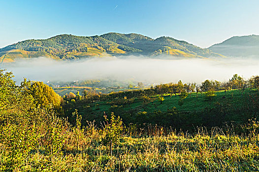 葡萄园,风景,黑森林,远景,靠近,巴登,葡萄酒,路线,巴登符腾堡,德国