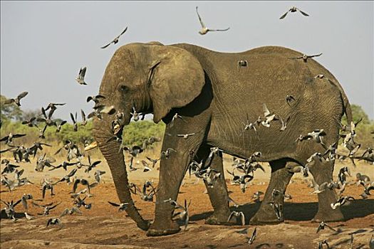 非洲象,飞,鸽子,萨维提,乔贝国家公园,博茨瓦纳,非洲