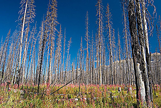 森林火灾,损坏,恢复,库特尼国家公园,不列颠哥伦比亚省,加拿大
