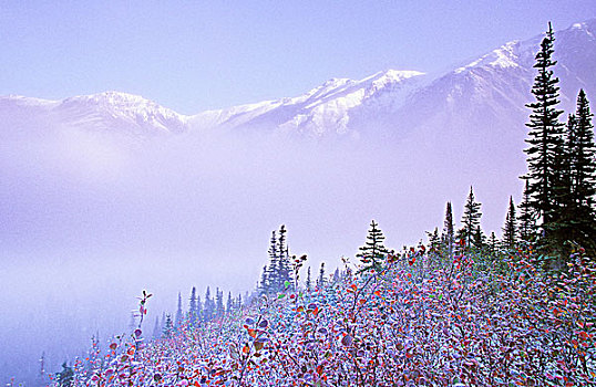 雾,霜,秋色,山峦,荒野,北方,落基山脉,不列颠哥伦比亚省,加拿大