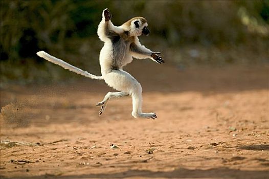 维氏冕狐猴,跳跃,地面,脆弱,贝伦提私人保护区,马达加斯加