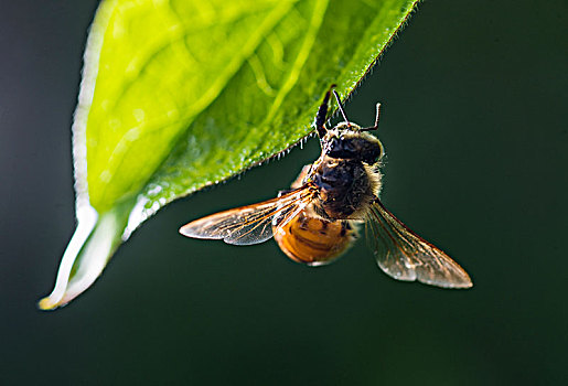 蜜蜂002