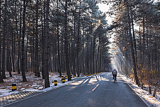 冬季清晨林间公路