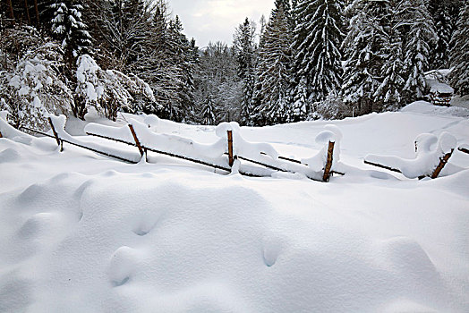 木篱,高,冬天