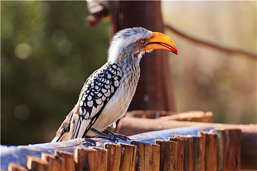 南非,鸟