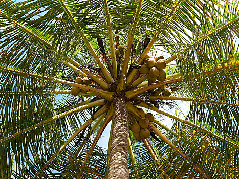 椰树,仰拍,干盐湖,尼科亚,半岛,哥斯达黎加,中美洲