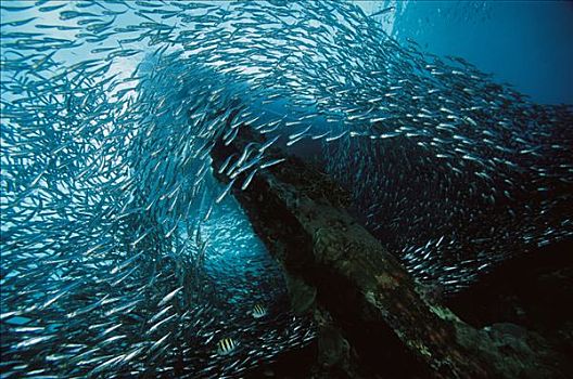鱼群,堆积,码头,脚,深,巴布亚新几内亚