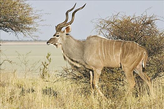 大捻角羚,雄性,埃托沙国家公园,纳米比亚,非洲