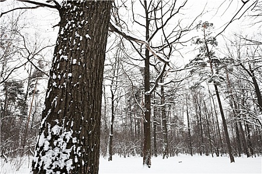 积雪,橡树,边缘,树林