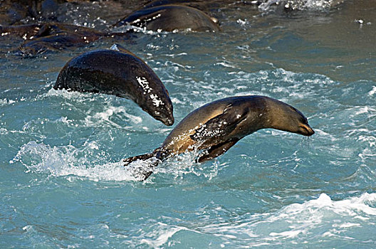 新,西兰岛,毛皮,海豹,幼小,跳跃,水,南岛,新西兰