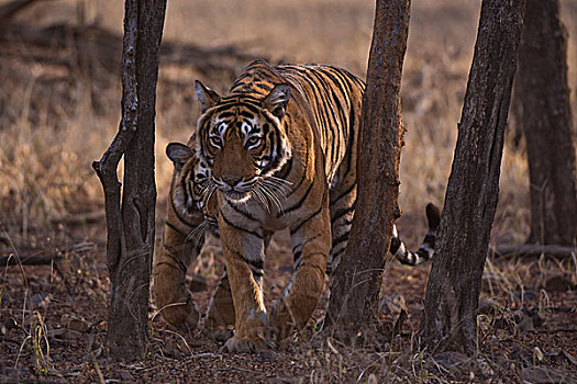 野生,孟加拉虎,虎,成年,女性,走,摄影,幼兽,伦滕波尔国家公园,拉贾斯坦邦,印度,亚洲