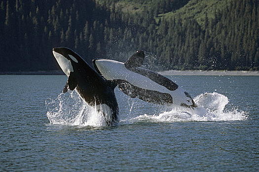 一对,鲸跃,逆戟鲸,通道,威廉王子湾,阿拉斯加,夏天