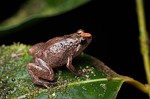 青蛙,印度尼西亚