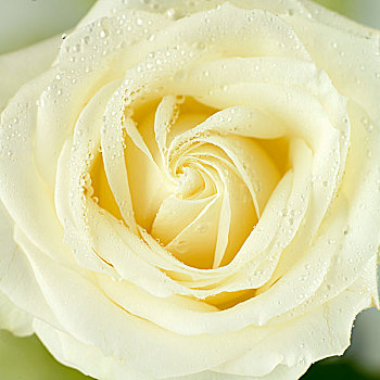白色蔷薇,水滴,特写