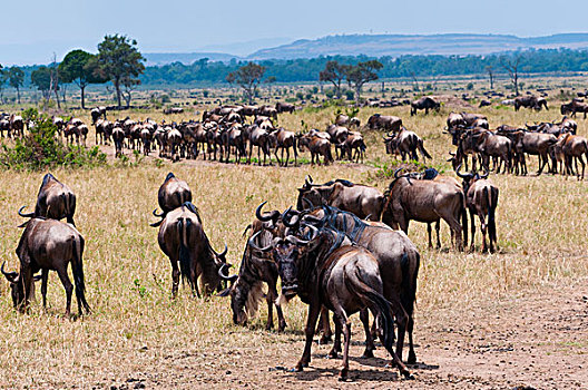 牧群,角马,马赛马拉国家保护区,肯尼亚
