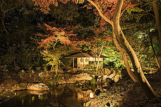 花园,夜晚,东京,日本