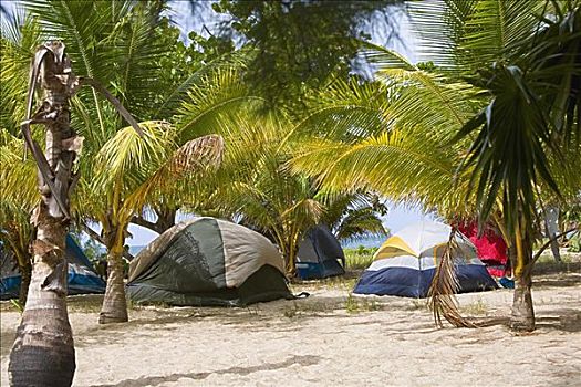 棕榈树,帐篷,海滩,胜地,海湾群岛,洪都拉斯