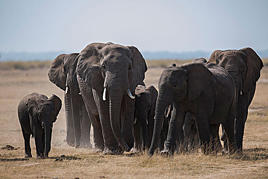 非洲大象087