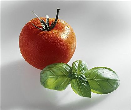 西红柿,水滴,罗勒