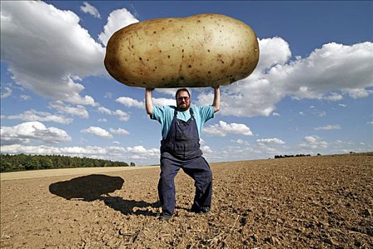 农民,拿着,巨大,土豆,转基因食品