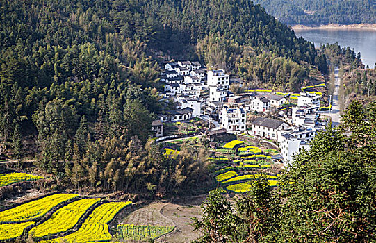 山谷乡村油菜花田