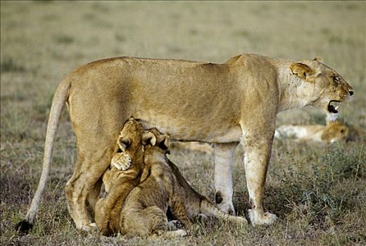 雌狮,狮子,两个,吸吮,幼兽,马赛马拉国家保护区,肯尼亚