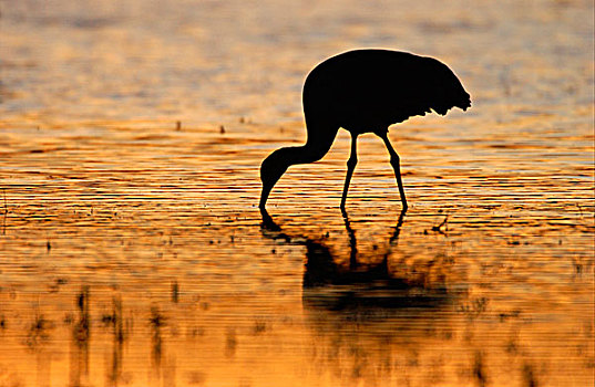 沙丘鹤,水,日落时的半身侧面影,新墨西哥,美国