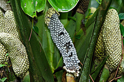 蔓绿绒属,水果,天南星科,国家公园,亚马逊雨林,厄瓜多尔,南美