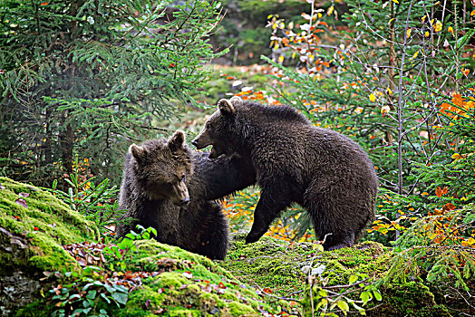 欧洲,棕熊,熊,两个,小动物,玩,秋天,巴伐利亚森林国家公园,德国