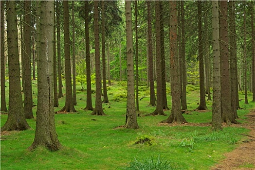 森林,树林