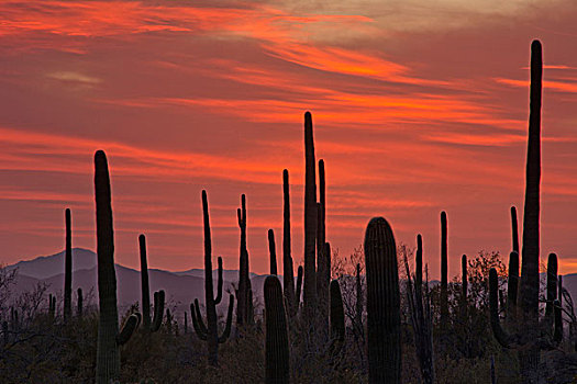 日落,树形仙人掌,萨瓜罗国家公园,亚利桑那,美国