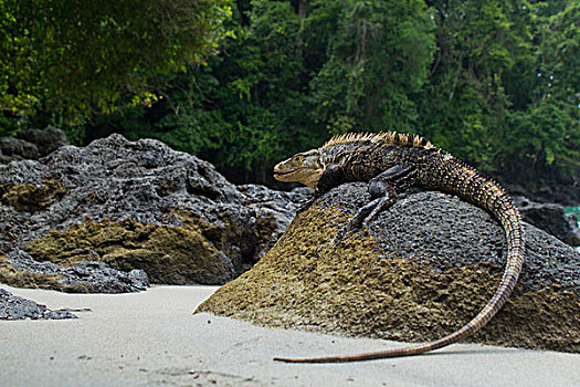 黑色,鬣蜥蜴,石头,曼纽尔安东尼奥国家公园,哥斯达黎加,北美
