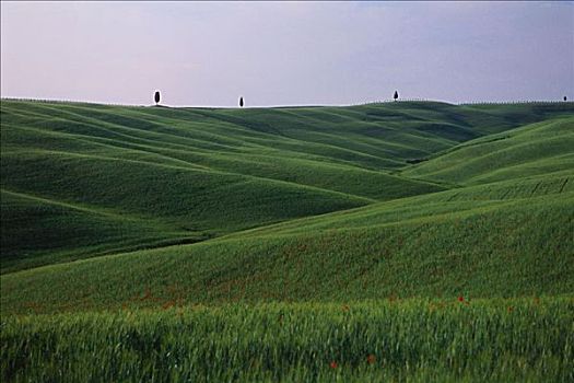 草,山,地平线