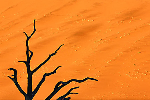 非洲,纳米比亚,纳米比诺克陆夫国家公园,死亡谷,黑色,树枝,橙色,沙丘,画廊