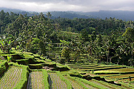 风景,稻米梯田,巴厘岛,印度尼西亚,东南亚