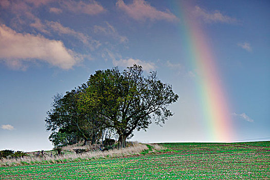 彩虹,天空,地面,旁侧,土地,诺森伯兰郡,英格兰